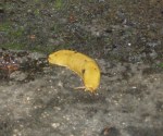 Banana Slug